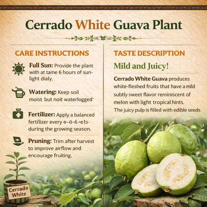 Cerrado White Guava Air Layered Healthy Fruit Plant
