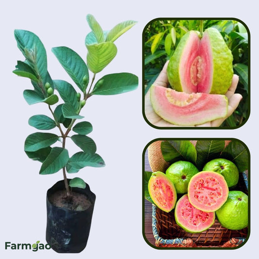 Chandigarh Pink Guava Air Layered Healthy Fruit Plant