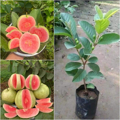 Chandigarh Pink Guava Air Layered Healthy Fruit Plant