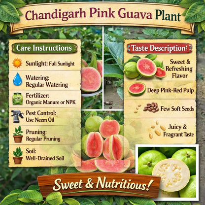 Chandigarh Pink Guava Air Layered Healthy Fruit Plant
