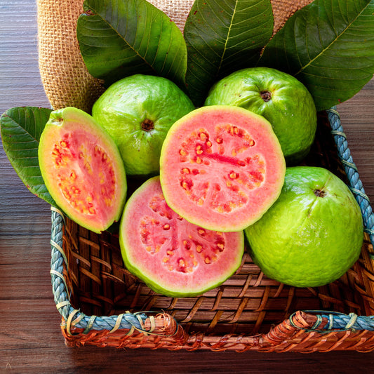 Chandigarh Pink Guava Air Layered Healthy Fruit Plant