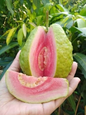 Chandigarh Pink Guava Air Layered Healthy Fruit Plant