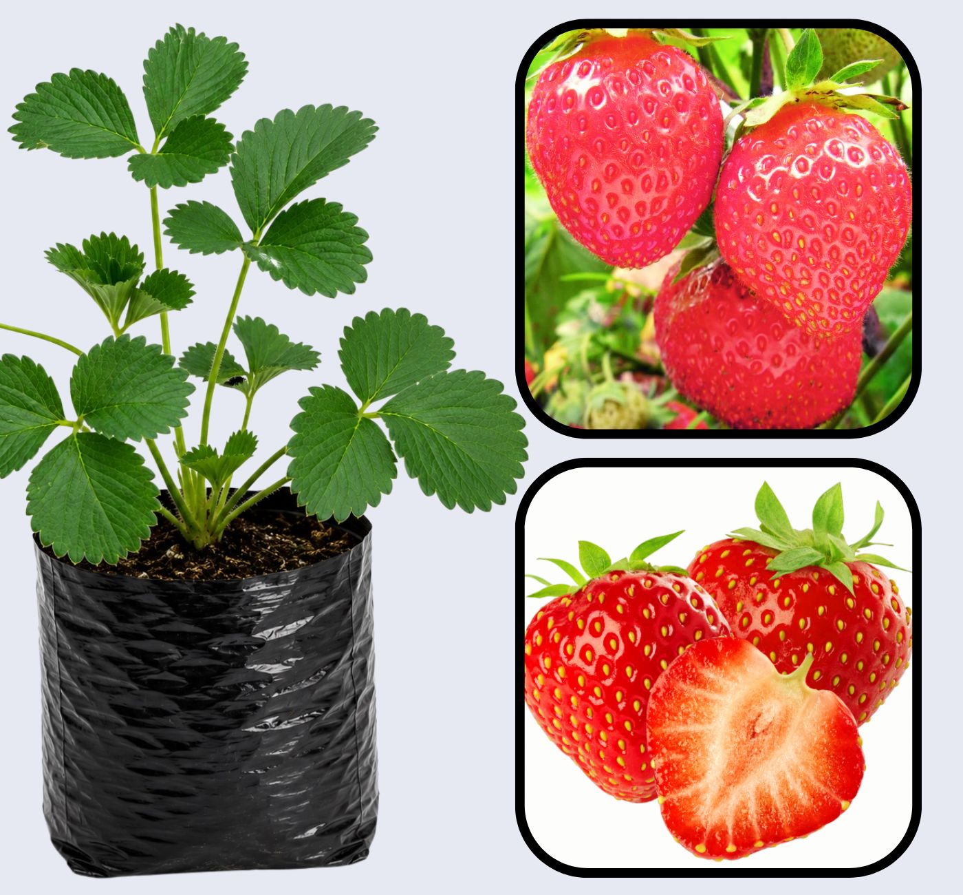 Chandler Strawberry Healthy Sweet Home Garden Kitchen Garden Terrace Balcony Fruit Plant