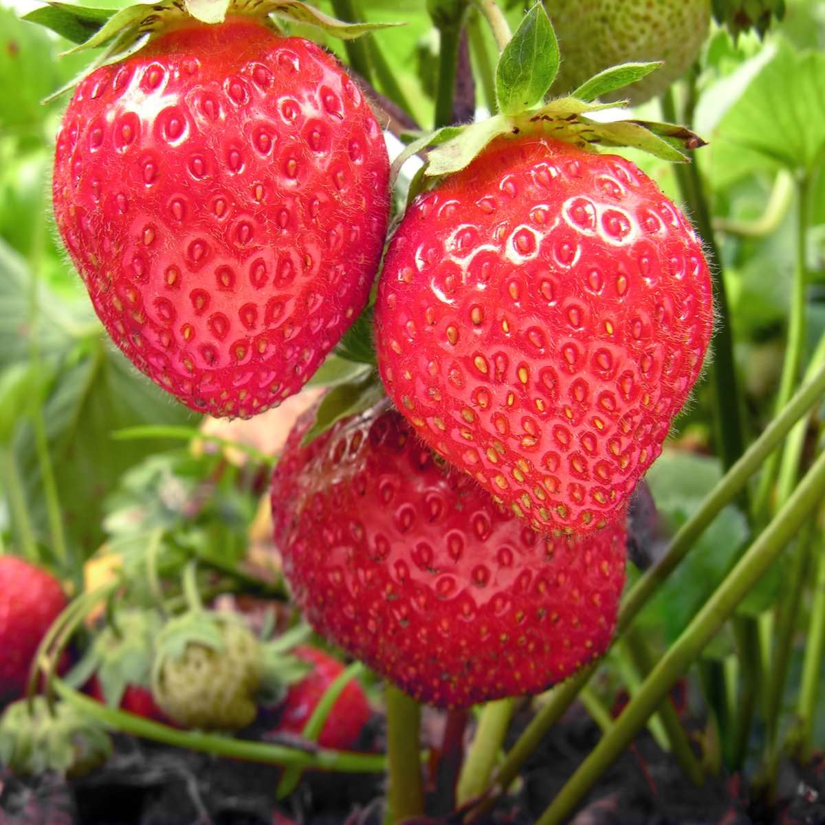 Chandler Strawberry Healthy Sweet Home Garden Kitchen Garden Terrace Balcony Fruit Plant