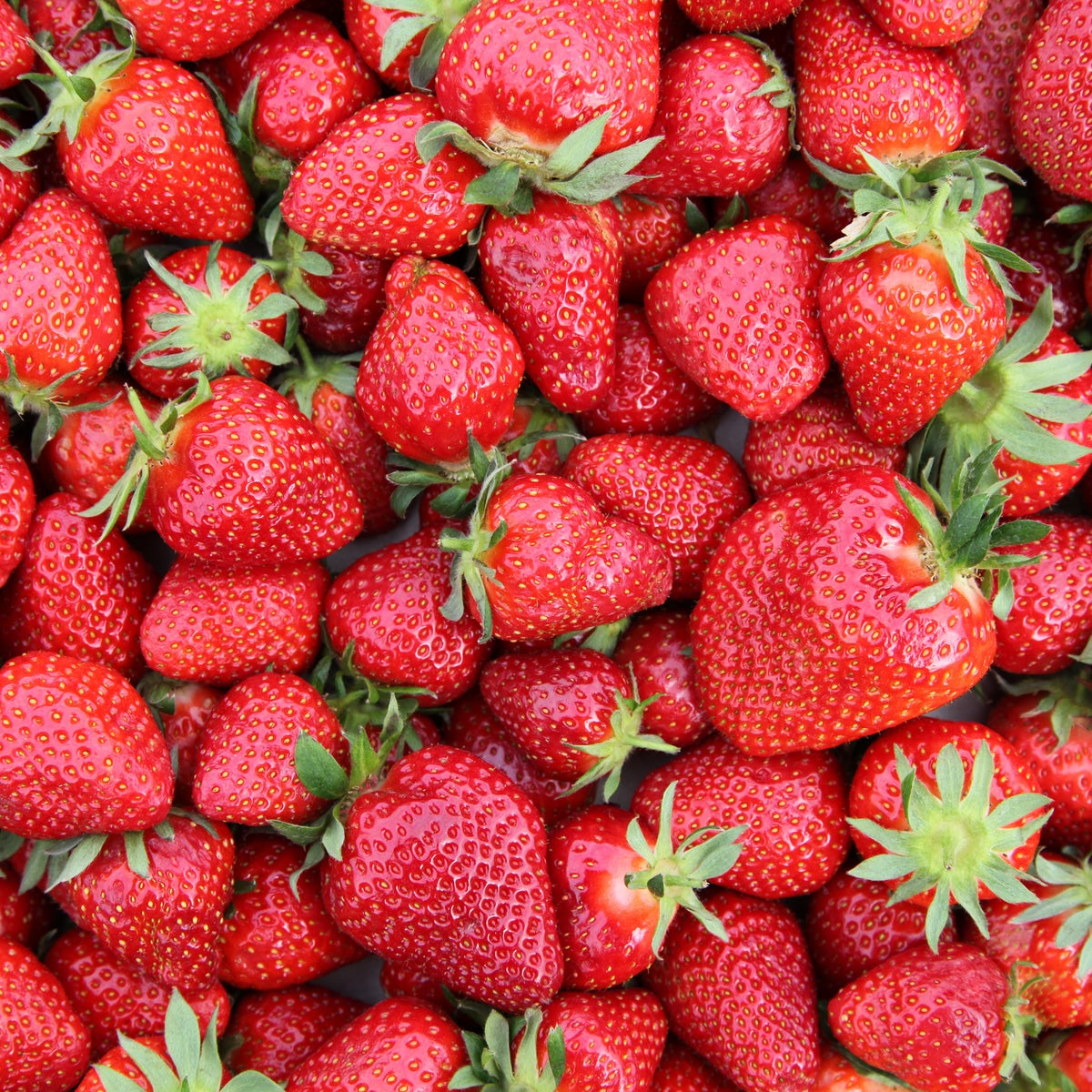 Chandler Strawberry Healthy Sweet Home Garden Kitchen Garden Terrace Balcony Fruit Plant