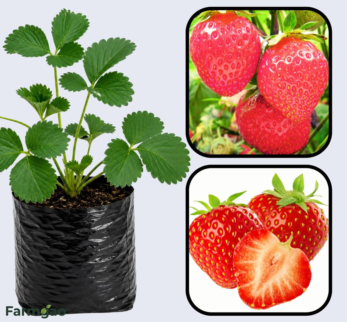 Chandler Strawberry Healthy Sweet Home Garden Kitchen Garden Terrace Balcony Fruit Plant