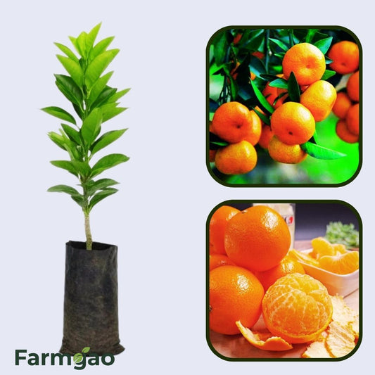Chaozhou Mandarin Orange Grafted Healthy Fruit Plant