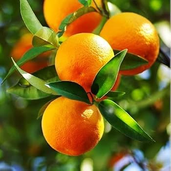 Chaozhou Mandarin Orange Grafted Healthy Fruit Plant