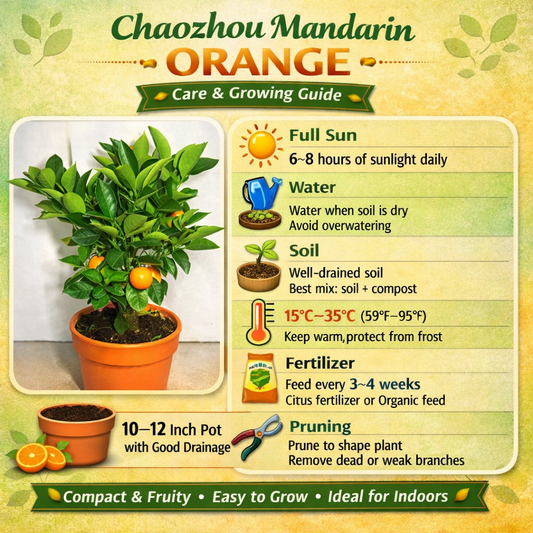 Chaozhou Mandarin Orange Grafted Healthy Fruit Plant