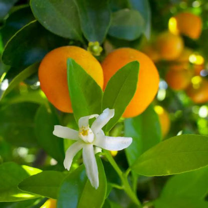 Chaozhou Mandarin Orange Grafted Healthy Fruit Plant