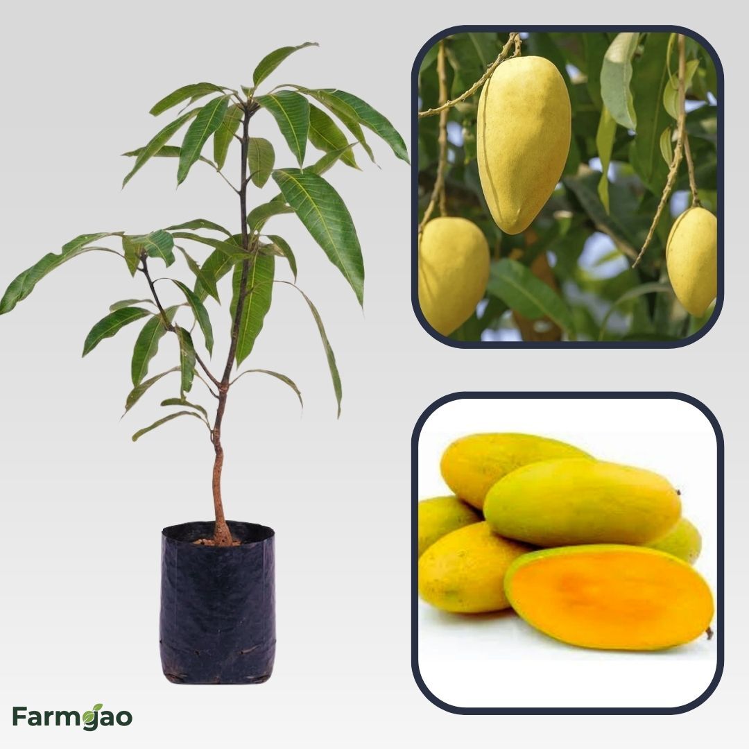 Chausa Mango Aam Grafted Healthy Fruit Plant