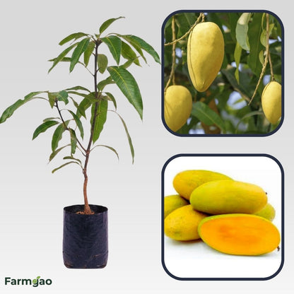 Chausa Mango Aam Grafted Healthy Fruit Plant