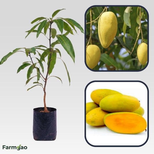 Chausa Mango Aam Grafted Healthy Fruit Plant