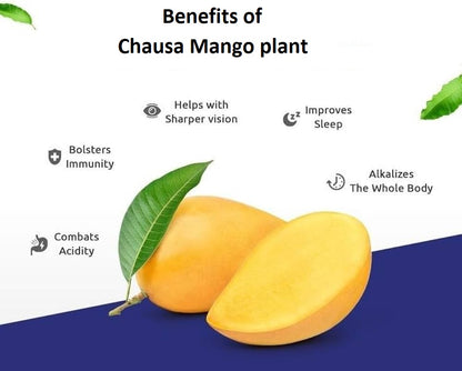 Chausa Mango Aam Grafted Healthy Fruit Plant