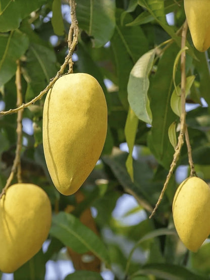 Chausa Mango Aam Grafted Healthy Fruit Plant