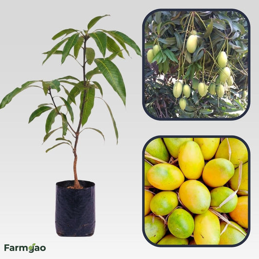 Cherukurasam Mango Aam Grafted Healthy Fruit Plant