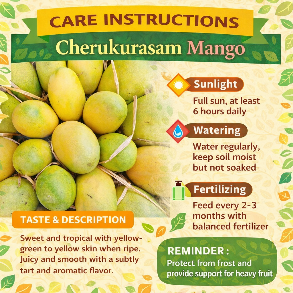 Cherukurasam Mango Aam Grafted Healthy Fruit Plant