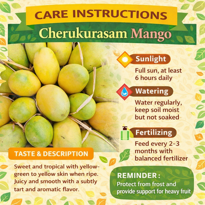 Cherukurasam Mango Aam Grafted Healthy Fruit Plant
