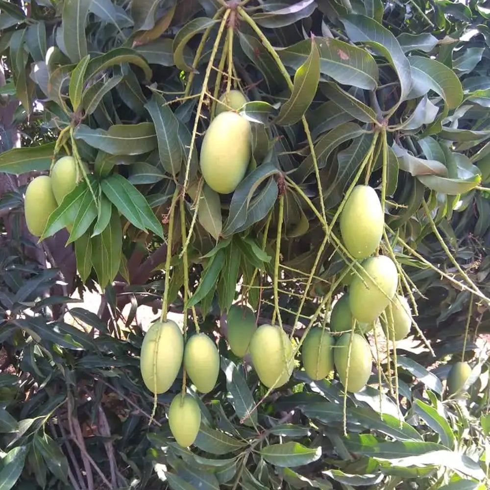 Cherukurasam Mango Aam Grafted Healthy Fruit Plant