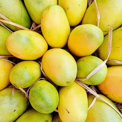 Cherukurasam Mango Aam Grafted Healthy Fruit Plant