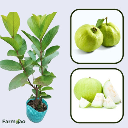 Chiang Mai White Guava Air Layered Healthy Fruit Plant