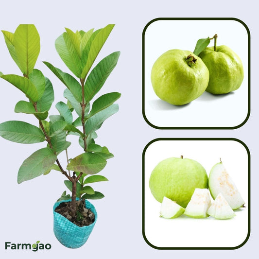 Chiang Mai White Guava Air Layered Healthy Fruit Plant