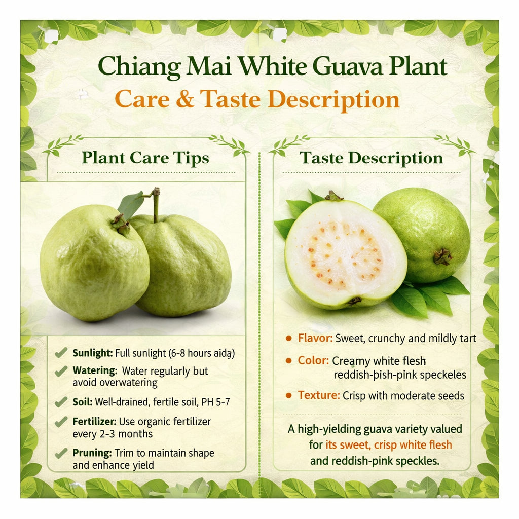 Chiang Mai White Guava Air Layered Healthy Fruit Plant