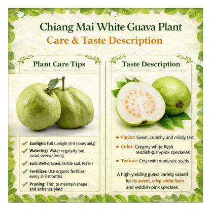 Chiang Mai White Guava Air Layered Healthy Fruit Plant