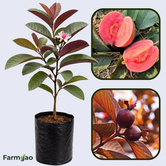 Chiapas Roja Guava  Air Layered Healthy Fruit Plant