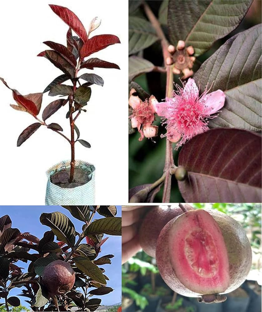Chiapas Roja Guava  Air Layered Healthy Fruit Plant