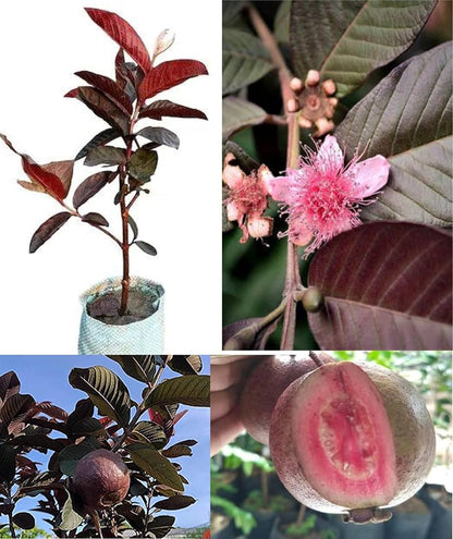 Chiapas Roja Guava  Air Layered Healthy Fruit Plant