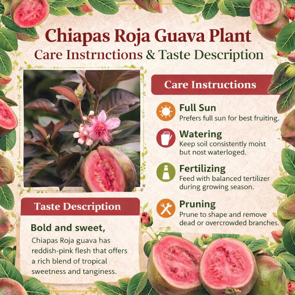 Chiapas Roja Guava  Air Layered Healthy Fruit Plant