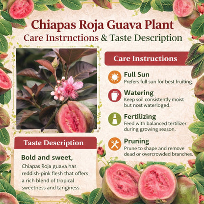 Chiapas Roja Guava  Air Layered Healthy Fruit Plant