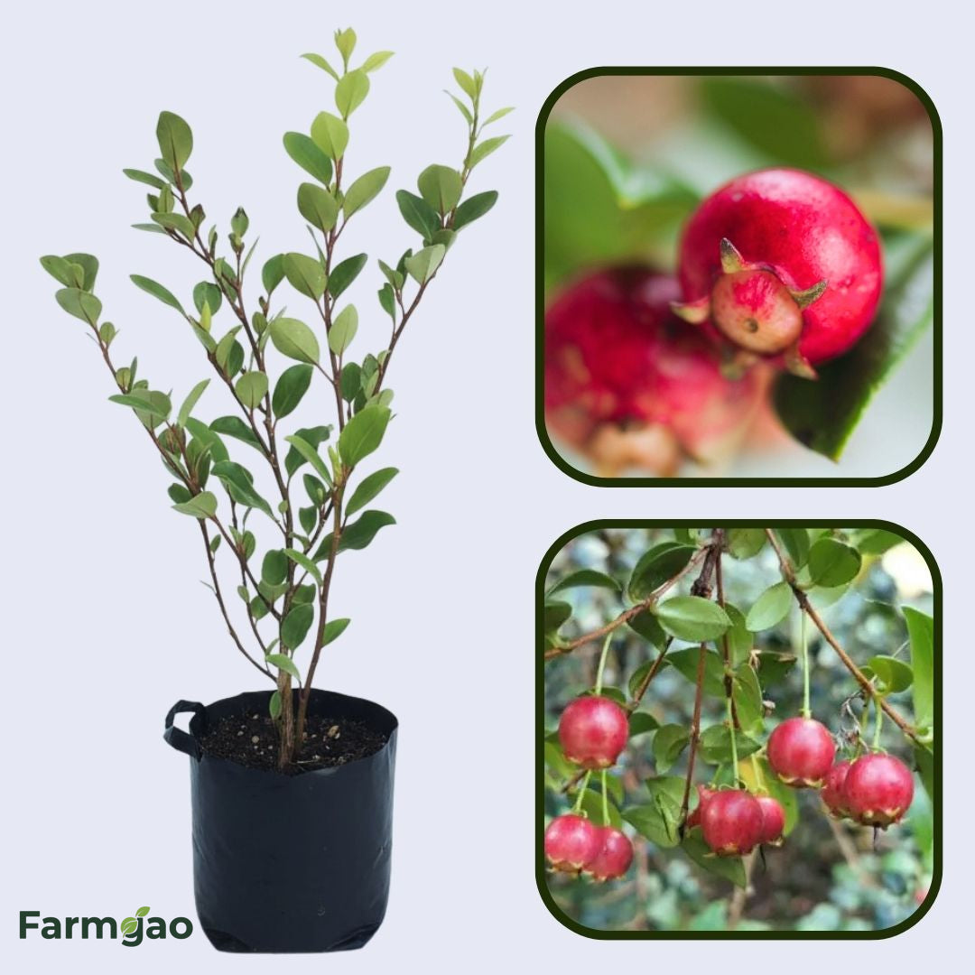 Chilean White Guava Air Layered Healthy Fruit Plant