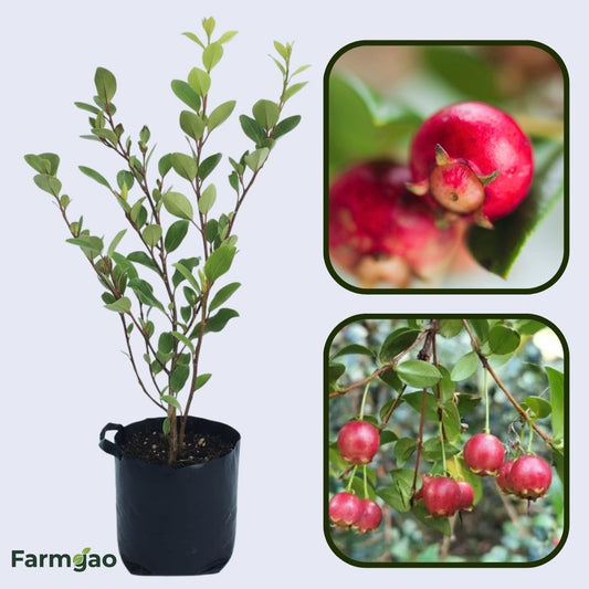 Chilean White Guava Air Layered Healthy Fruit Plant