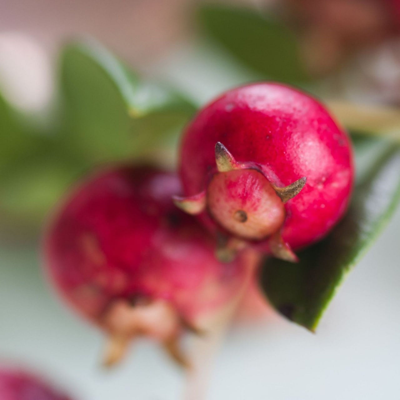 Chilean White Guava Air Layered Healthy Fruit Plant