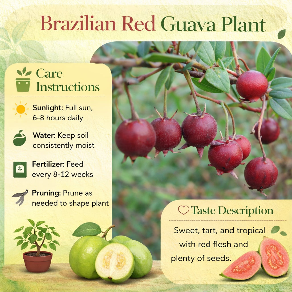 Chilean White Guava Air Layered Healthy Fruit Plant