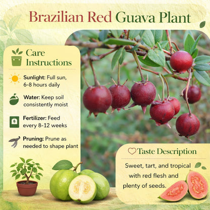 Chilean White Guava Air Layered Healthy Fruit Plant