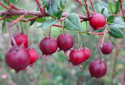 Chilean White Guava Air Layered Healthy Fruit Plant