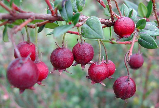 Chilean White Guava Air Layered Healthy Fruit Plant
