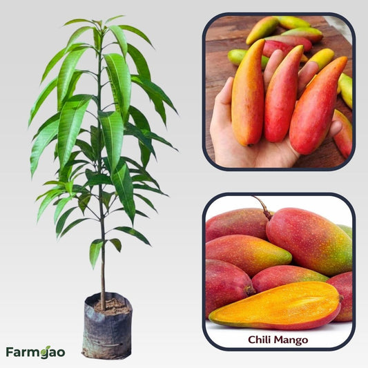 Chili Mango Aam Grafted Healthy Fruit Plant
