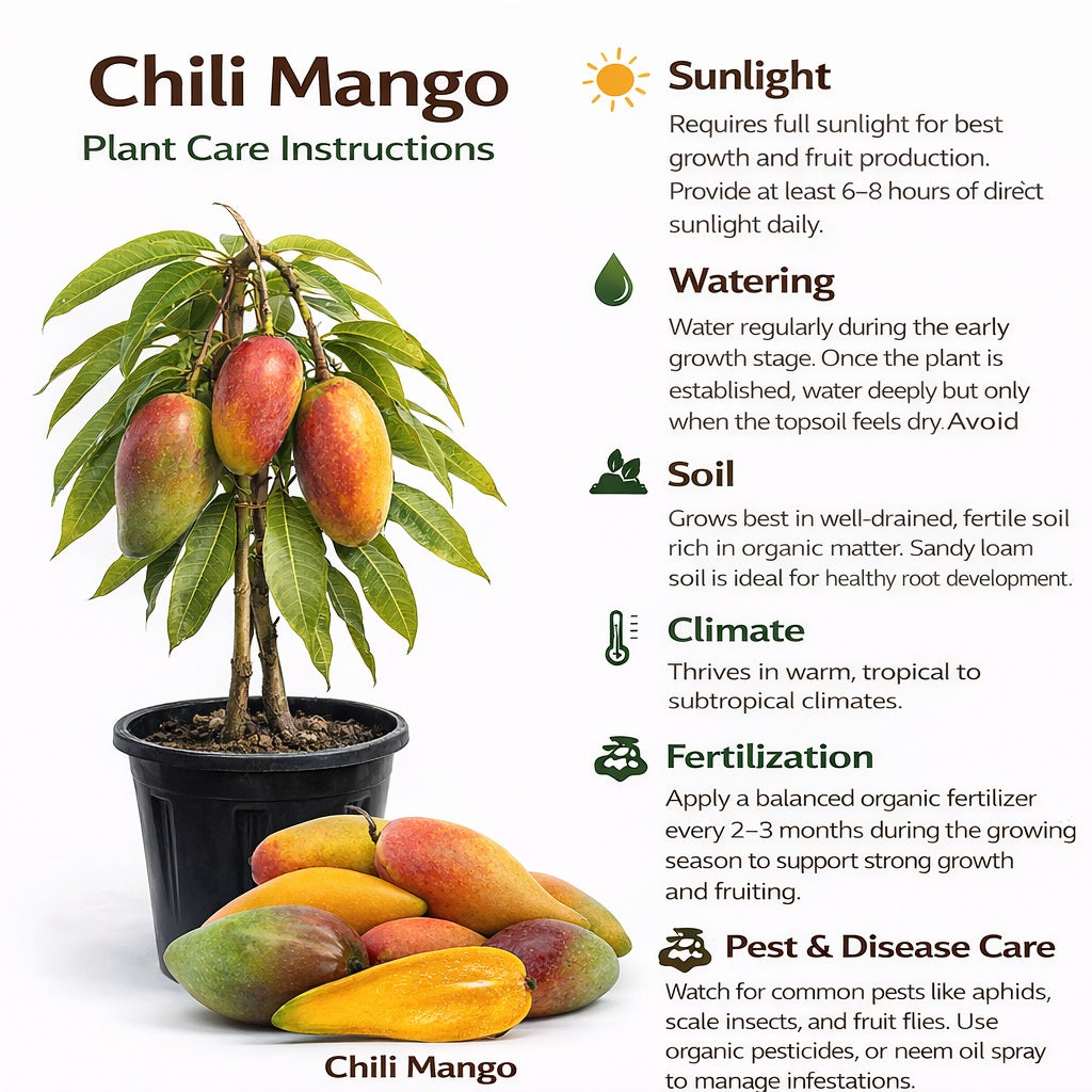 Chili Mango Aam Grafted Healthy Fruit Plant