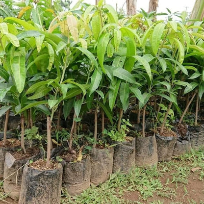 Chili Mango Aam Grafted Healthy Fruit Plant