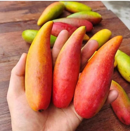 Chili Mango Aam Grafted Healthy Fruit Plant