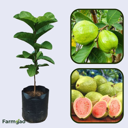 Chimaltenango Pink Guava Air Layered Healthy Fruit Plant