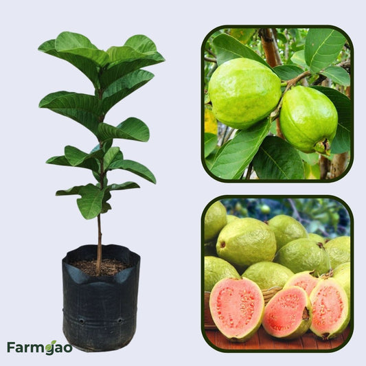 Chimaltenango Pink Guava Air Layered Healthy Fruit Plant