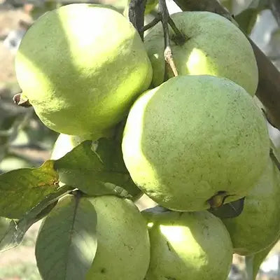 Chimaltenango Pink Guava Air Layered Healthy Fruit Plant