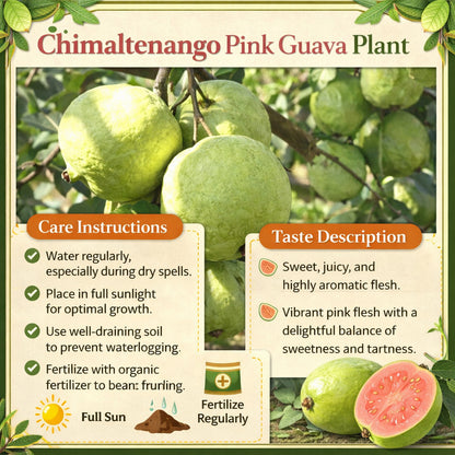Chimaltenango Pink Guava Air Layered Healthy Fruit Plant