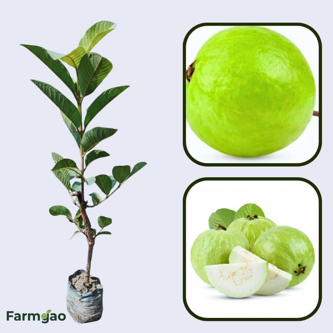 China Blanca Guava Air Layered Healthy Fruit Plant
