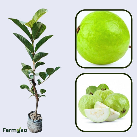 China Blanca Guava Air Layered Healthy Fruit Plant